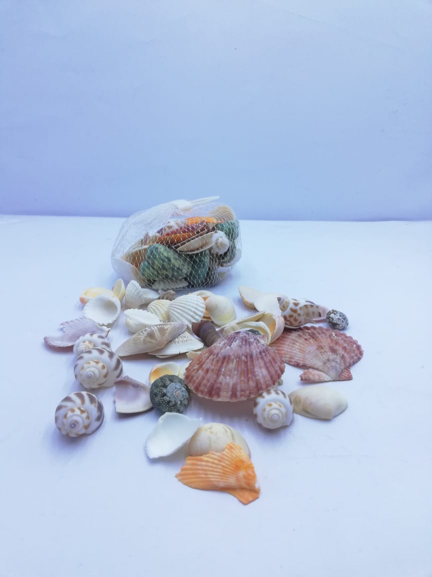 Colorful Natural Seashells – artoye
